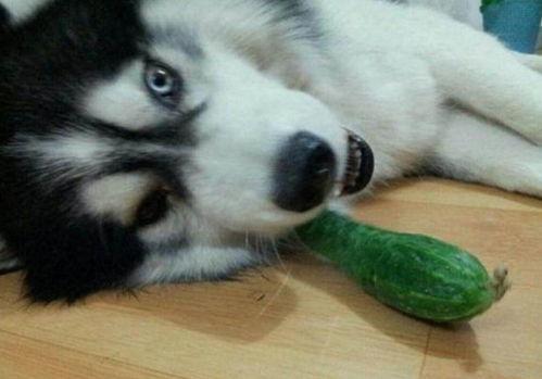 二哈吃瓜完整视频,萌宠搞笑瞬间大盘点