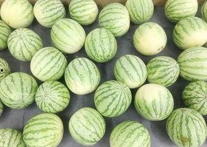 吃真瓜视频,一场视觉与味觉的双重盛宴