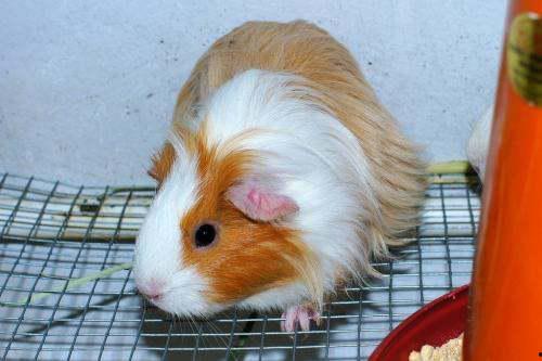 白瓜豚鼠可以吃吗视频,营养与安全解析