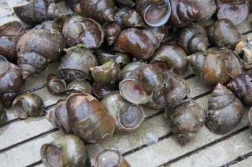 大瓜吃福寿螺视频大全