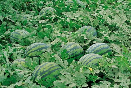 宁晋吃瓜赵晓婷视频大全,揭秘视频大全背后的热点事件