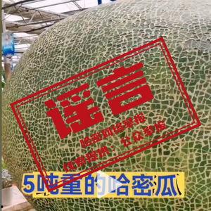 吃哈密瓜视频抖音,哈密瓜美食挑战，甜蜜滋味尽在指尖