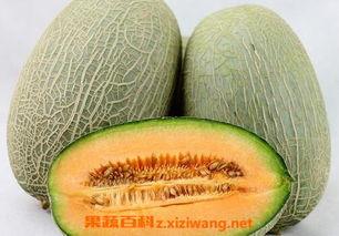 趣味吃哈密瓜视频大全下载,甜蜜瞬间，尽享夏日清凉