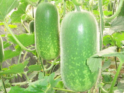 八卦吃瓜搬运视频大全,视频大全深度解析