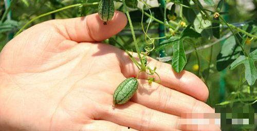 摘西瓜现场吃瓜视频,摘瓜达人现场品尝新鲜西瓜，甜蜜瞬间引网友热议