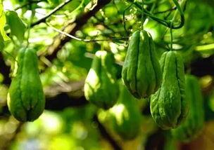 树上吃佛手瓜小伙视频播放,小伙树上吃佛手瓜引网友热议