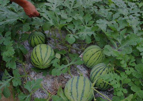 河南翰林府吃瓜视频,揭秘网红美食背后的故事