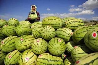 外国人吃硒砂瓜视频播放