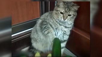 黄瓜猫吃瓜视频大全集下载,趣味横生的萌宠日常大放送