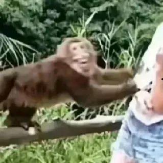 猴子的吃瓜视频大全集在线观看,猴子的吃瓜视频大全集精彩回顾