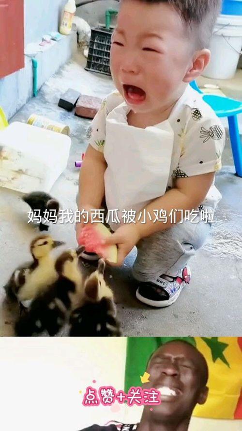 小鸡叫叫吃瓜视频,趣味横生萌态十足