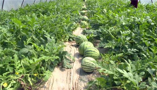 泰华最新吃瓜事件视频,揭秘幕后真相，网友热议不断