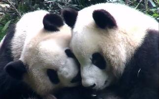 吃瓜看熊猫视频,吃瓜看熊猫，欢乐无限