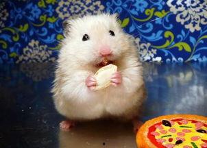 仓鼠可以吃瓜粒吗视频讲解,瓜粒是否适宜作为仓鼠美食