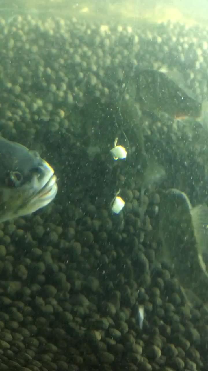 带你吃瓜捕鱼视频下载,揭秘“带你吃瓜捕鱼”视频下载攻略