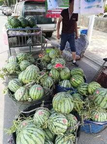 金乡吃瓜事件视频最新,一场引发热议的乡村奇闻录