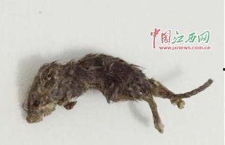 郑州老鼠事件吃瓜视频播放,吃瓜视频揭示惊人真相