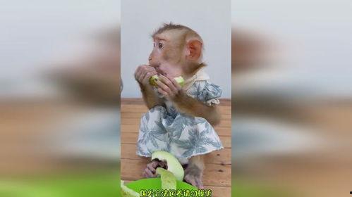猴子吃瓜视频搞笑