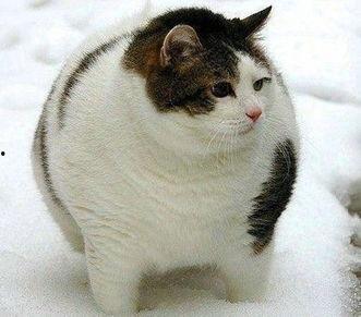 猫咪吃瓜配音视频素材大全,萌宠瓜界笑料横生