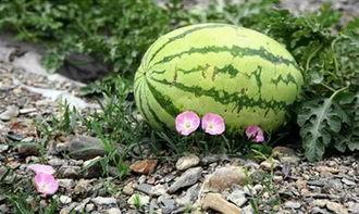 吃瓜视频在哪里看的到啊,吃瓜视频的观看攻略，让你轻松追剧不迷路