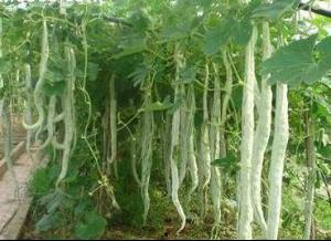 长蛇瓜怎样吃最好视频教程